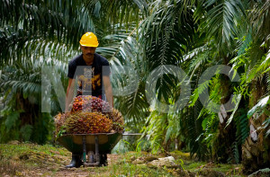 tpp-Labour-Palm-oil-2015