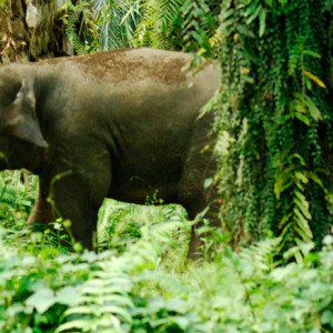 Pygmy elephant in oil palm plantation