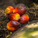 Low uptake of sustainable palm oil