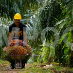 TPPA, Labour Rights and Palm Oil