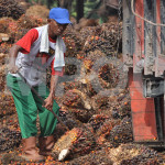 Apology Sought for Italian Slurs against Palm Oil