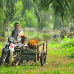 Western Media Still Biased against Palm Oil