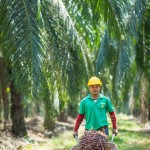 Working Together for Malaysian Palm Oil