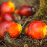 “Trilogue” negotiation to determine palm biofuels ban